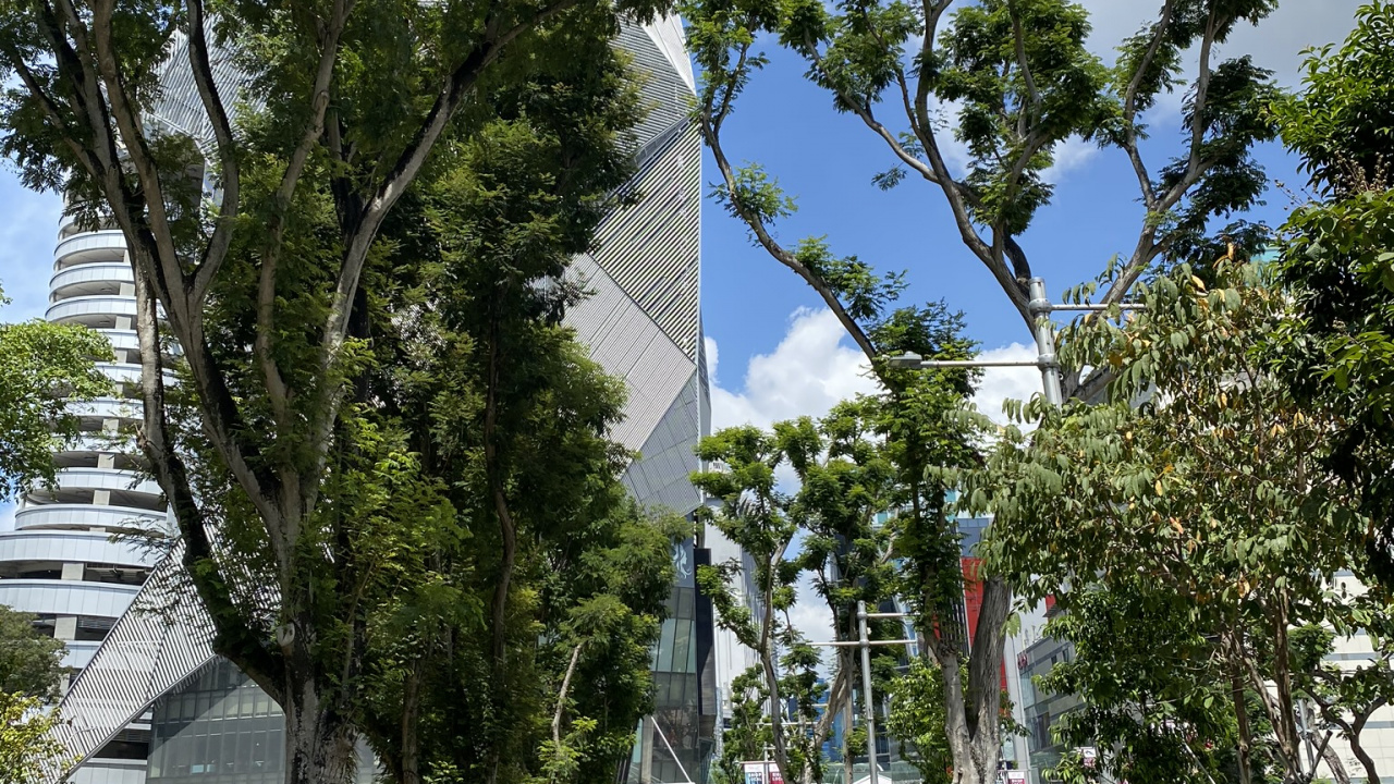 物理学, 街区, 公共空间, 木本植物, 街 壁纸 1280x720 允许