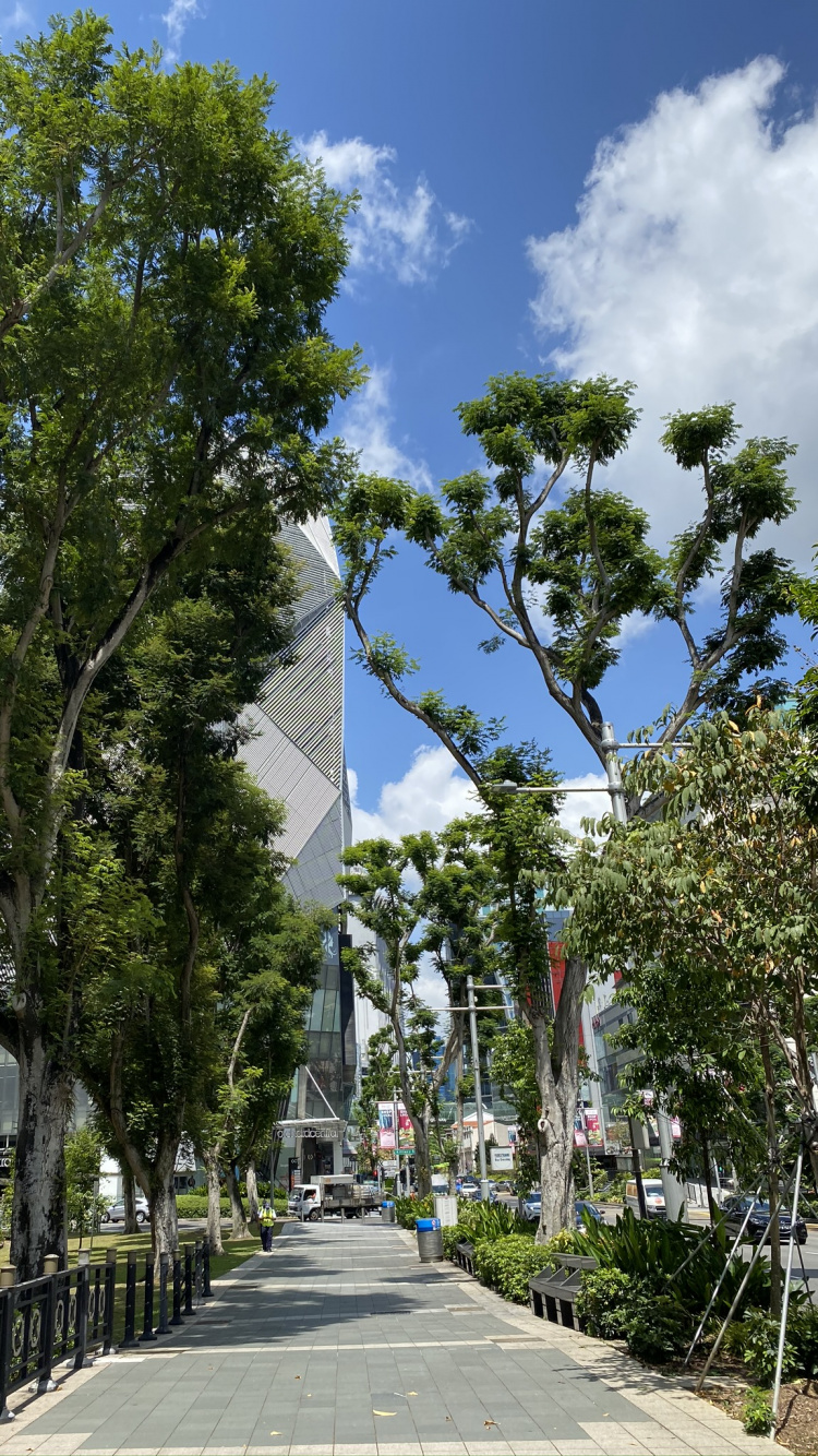 物理学, 街区, 公共空间, 木本植物, 街 壁纸 750x1334 允许