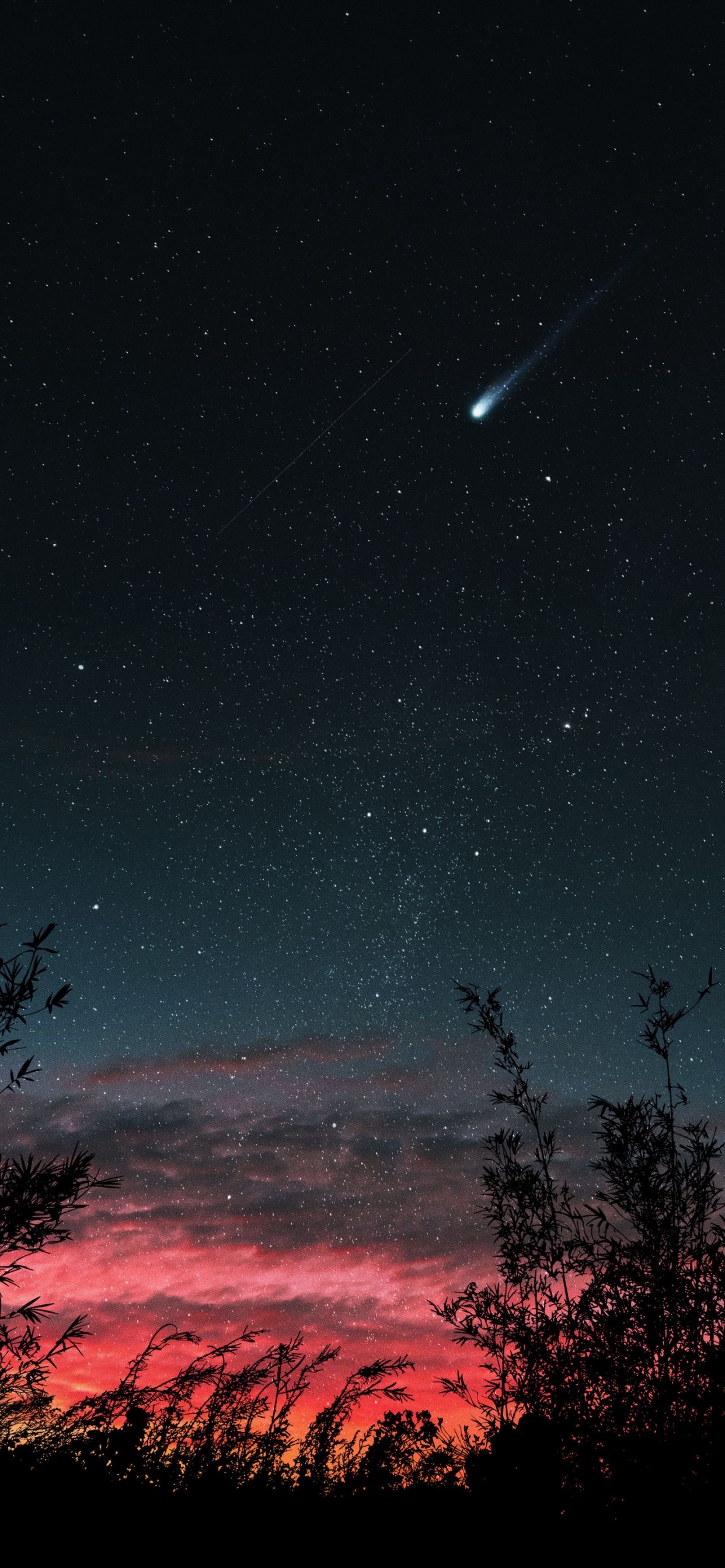 Atmosphere, Light, Natural Landscape, Branch, Tree. Wallpaper in 1242x2688 Resolution