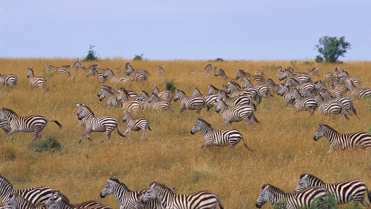Black and White Zebra on Brown Grass Field During Daytime. Wallpaper in 1280x720 Resolution