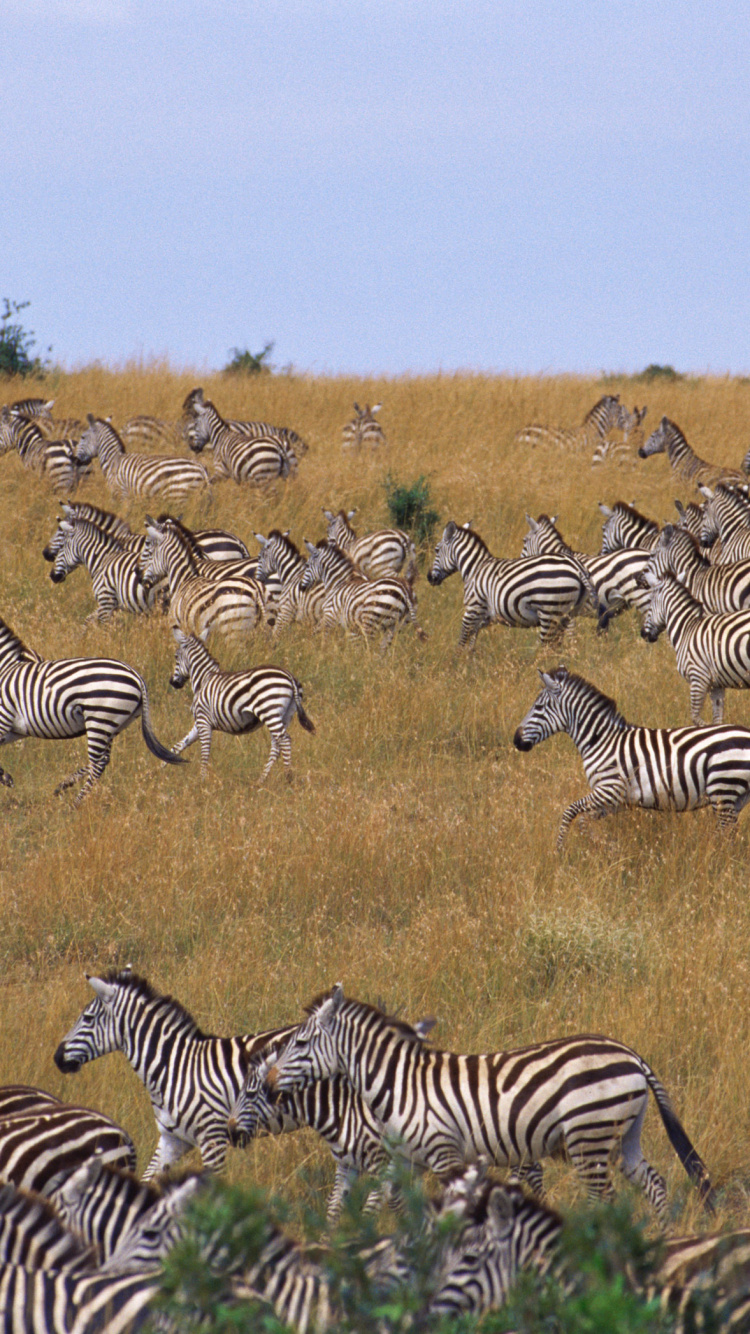 Schwarz-Weiß-Zebra Auf Brauner Wiese Tagsüber During. Wallpaper in 750x1334 Resolution