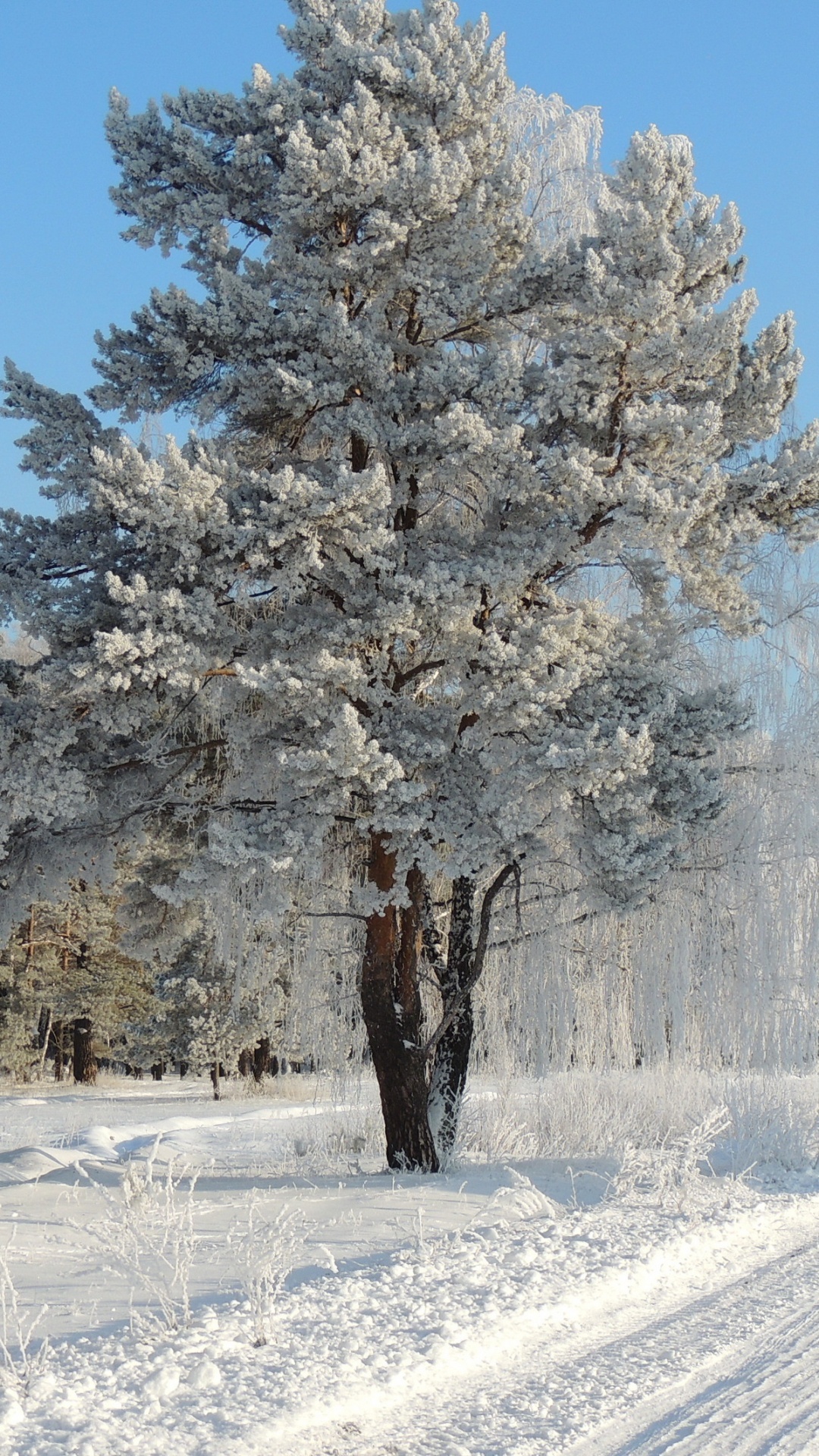 Snow Covered Trees During Daytime. Wallpaper in 1080x1920 Resolution