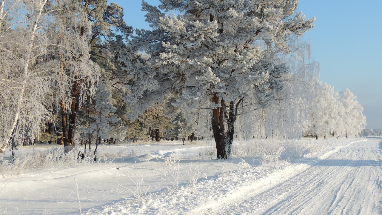 Snow Covered Trees During Daytime. Wallpaper in 1280x720 Resolution