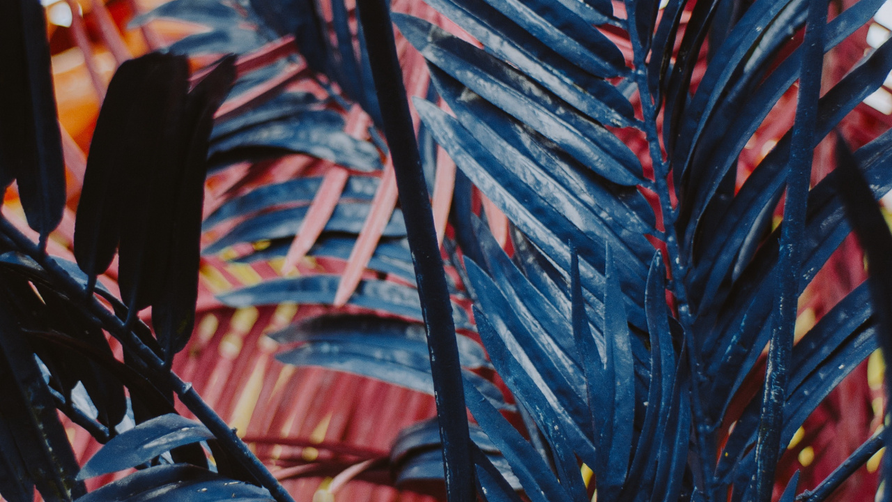 la Floración de la Planta, Planta Suculenta, Textil, Arte, Pintura. Wallpaper in 1280x720 Resolution