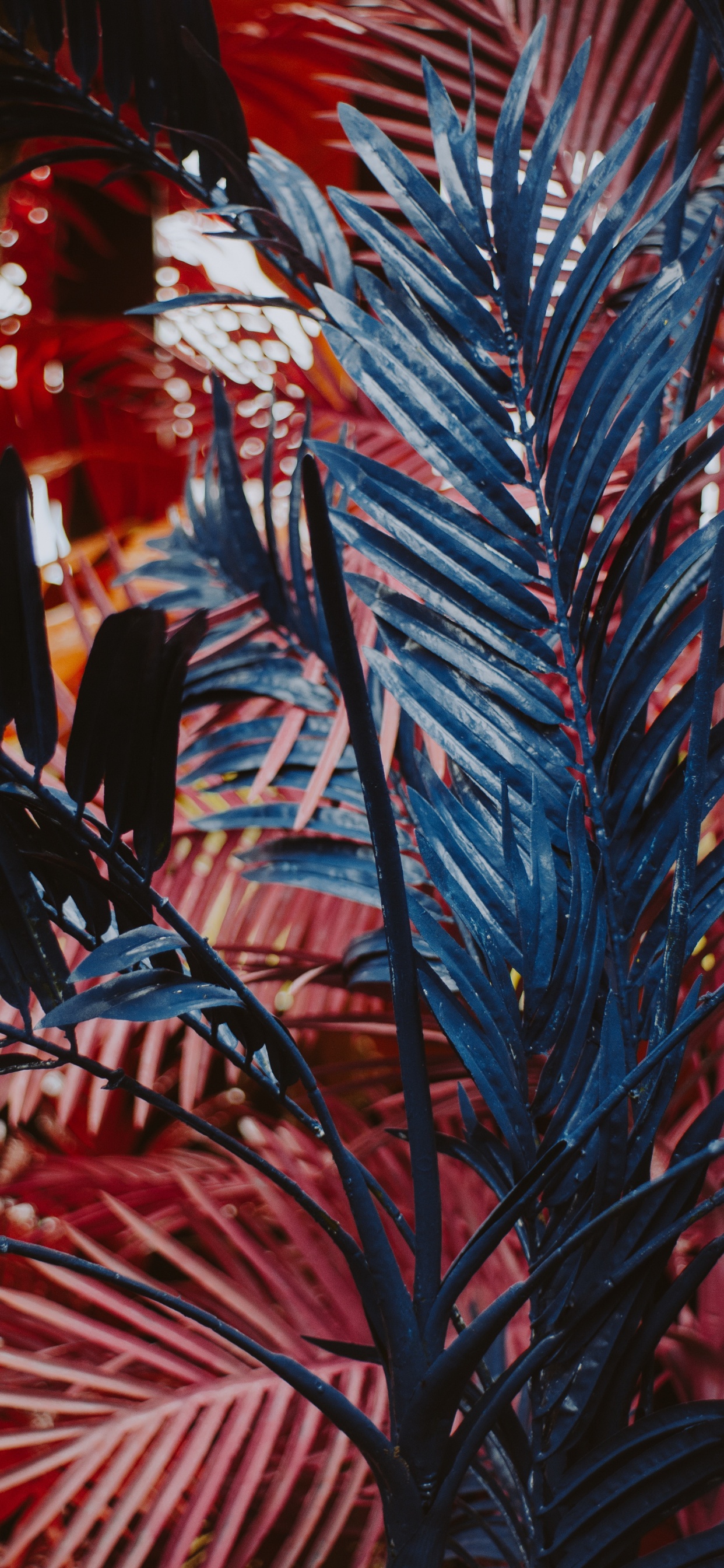 Leaf, Flowering Plant, Succulent Plant, Plant, Textile. Wallpaper in 1242x2688 Resolution