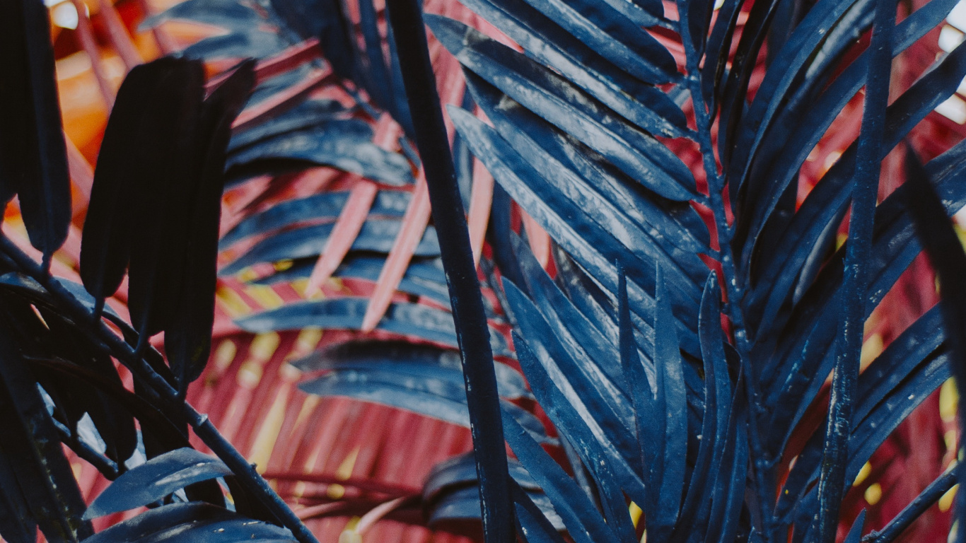 Leaf, Flowering Plant, Succulent Plant, Plant, Textile. Wallpaper in 1366x768 Resolution