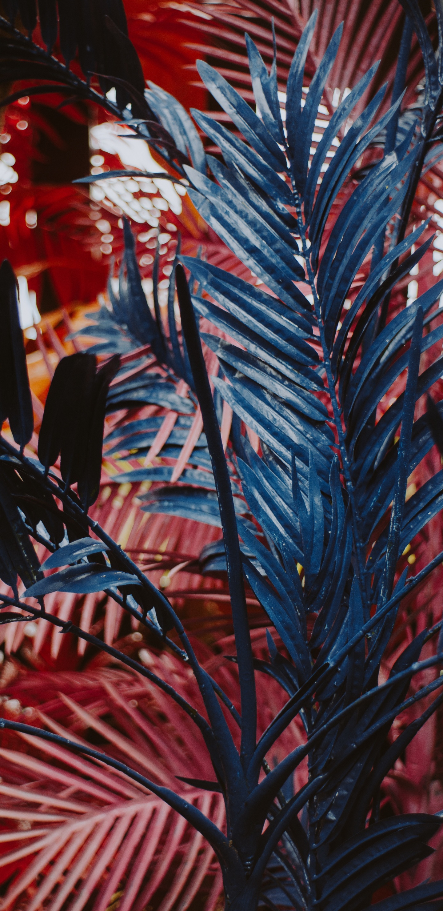 Leaf, Flowering Plant, Succulent Plant, Plant, Textile. Wallpaper in 1440x2960 Resolution