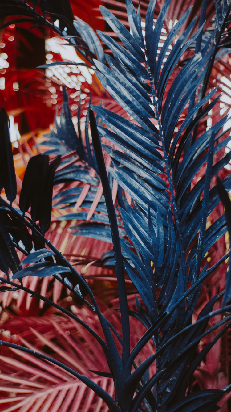 Leaf, Flowering Plant, Succulent Plant, Plant, Textile. Wallpaper in 750x1334 Resolution