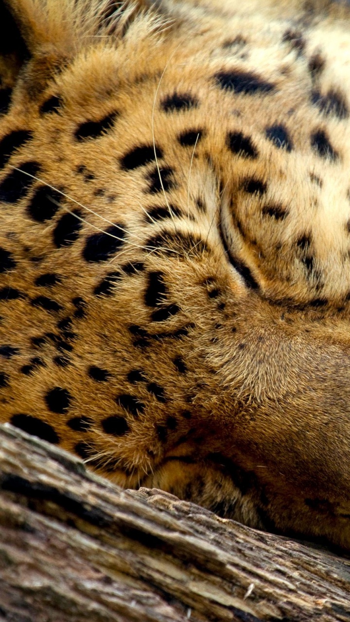 Leopardo Marrón y Negro en el Tronco de un Árbol Marrón. Wallpaper in 720x1280 Resolution
