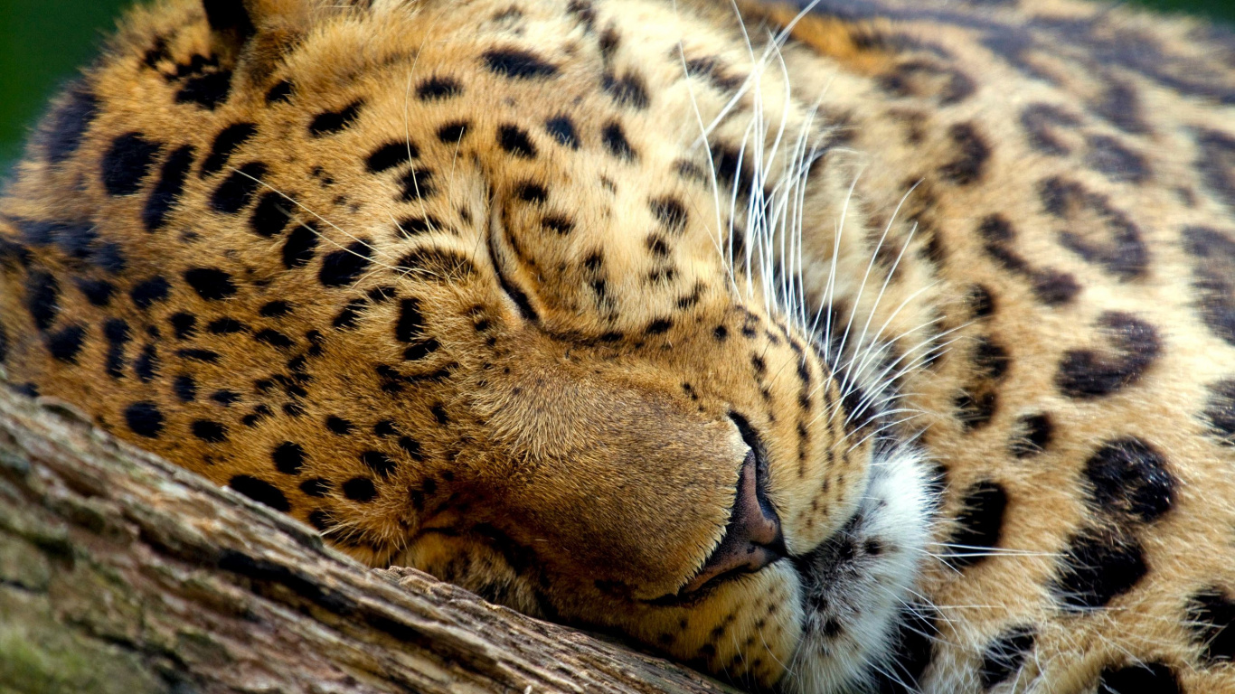 捷豹, 猫科, 狮子, 猎豹, 野生动物 壁纸 1366x768 允许