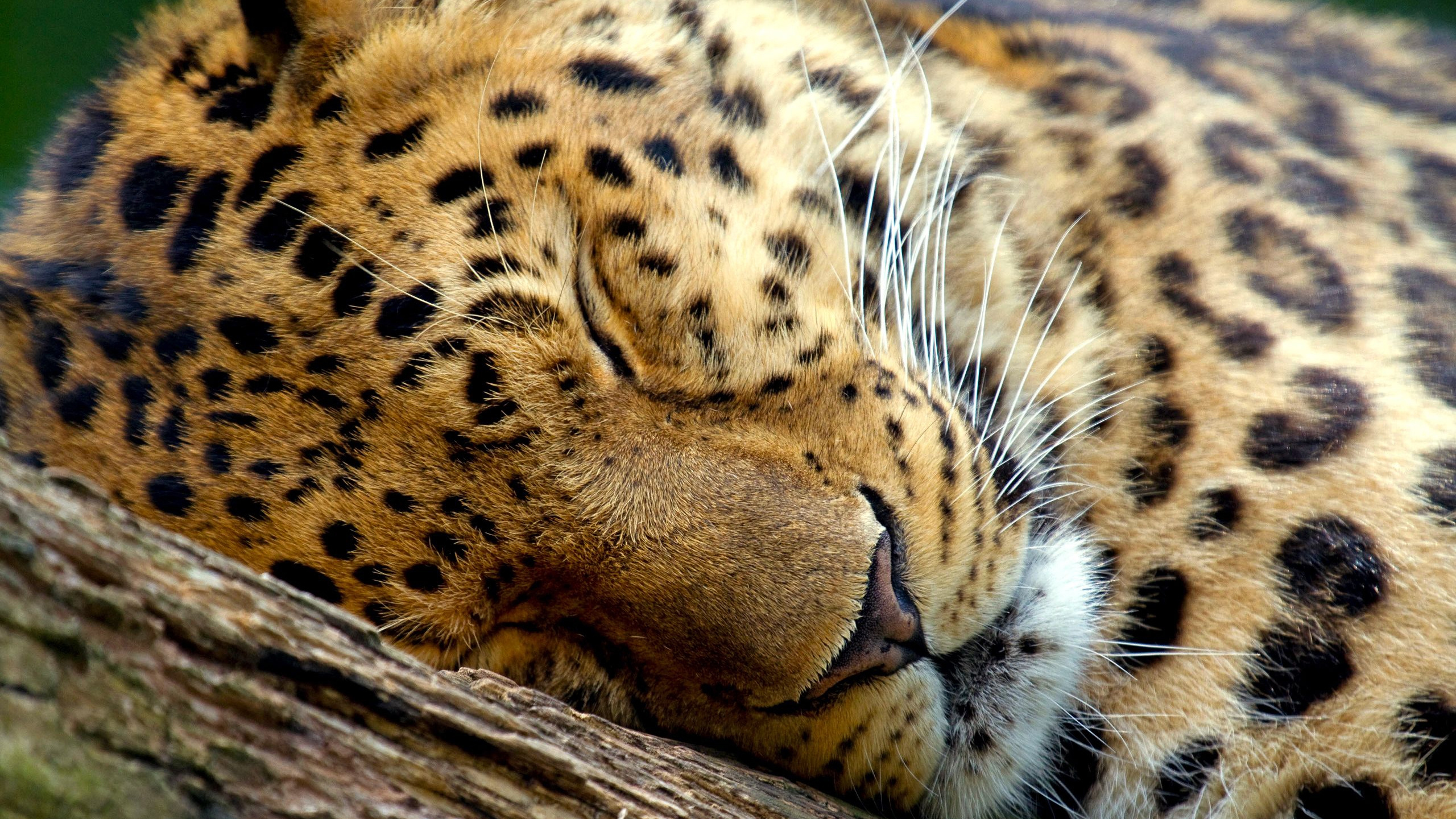 捷豹, 猫科, 狮子, 猎豹, 野生动物 壁纸 2560x1440 允许