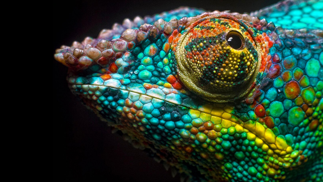 Chameleons, Reptile, Snake, Scaled Reptile, Terrestrial Animal. Wallpaper in 1366x768 Resolution