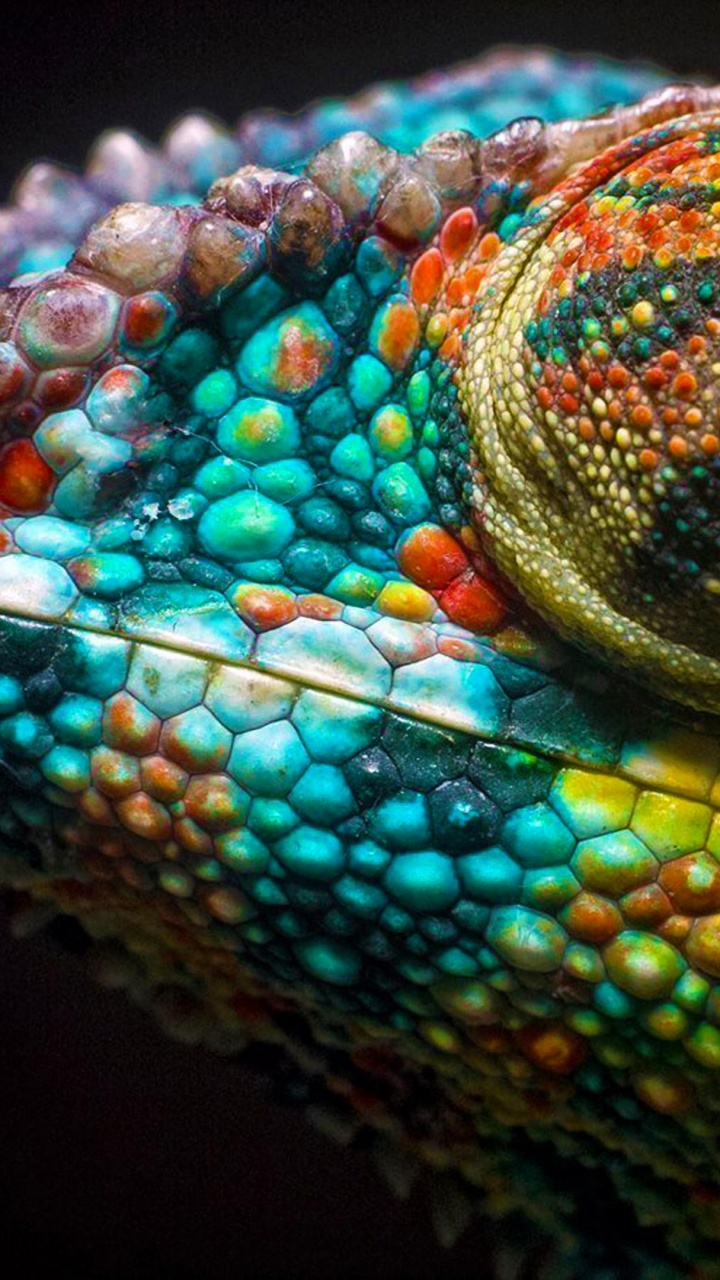 Chameleons, Reptile, Snake, Scaled Reptile, Terrestrial Animal. Wallpaper in 720x1280 Resolution