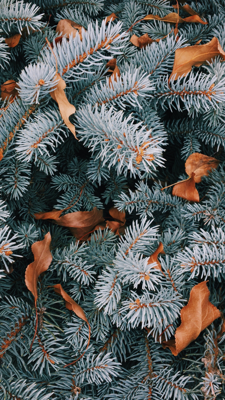 El Día De Navidad, IOS 14, Ios, Naranja, Planta Leñosa. Wallpaper in 750x1334 Resolution