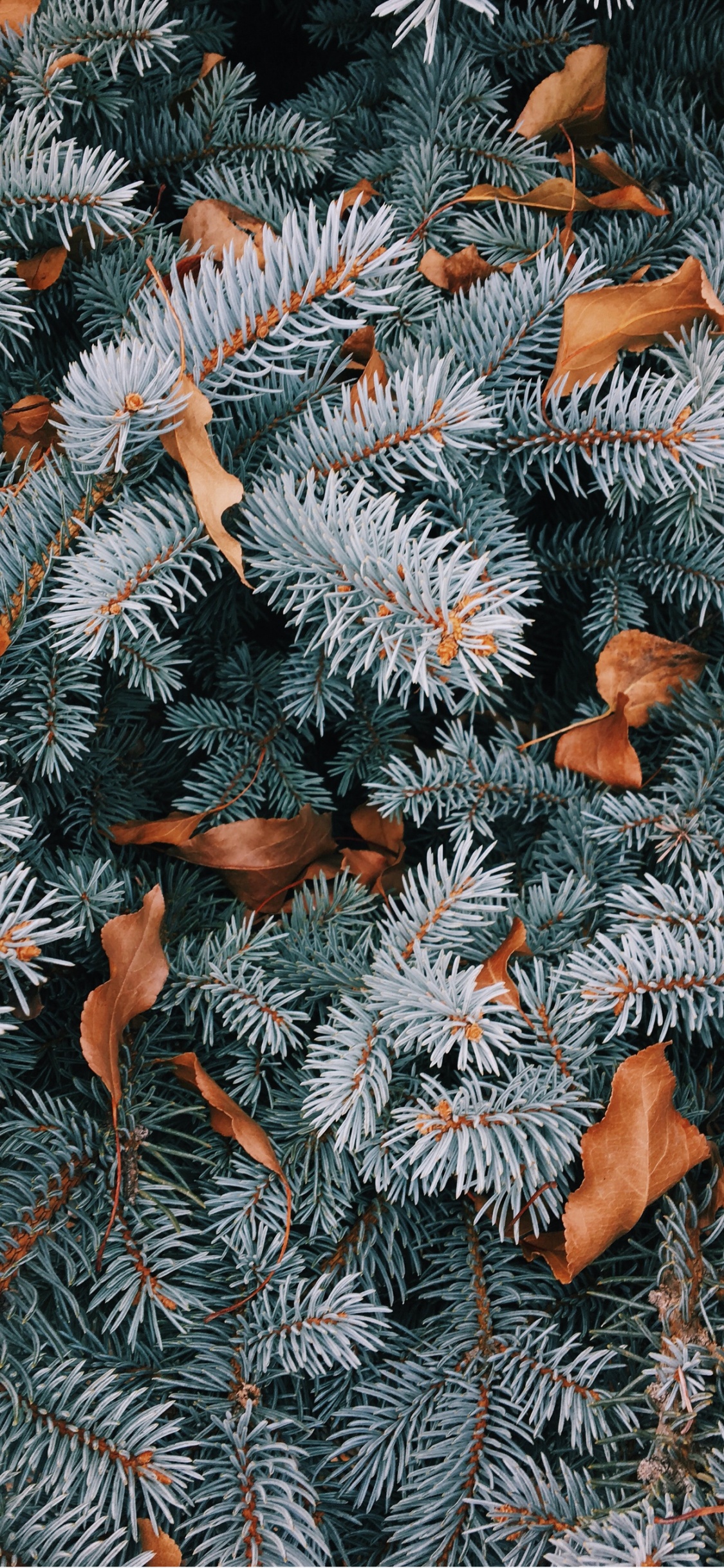 Weihnachten, IOS 14, Ios, Orange, Woody Pflanze. Wallpaper in 1125x2436 Resolution