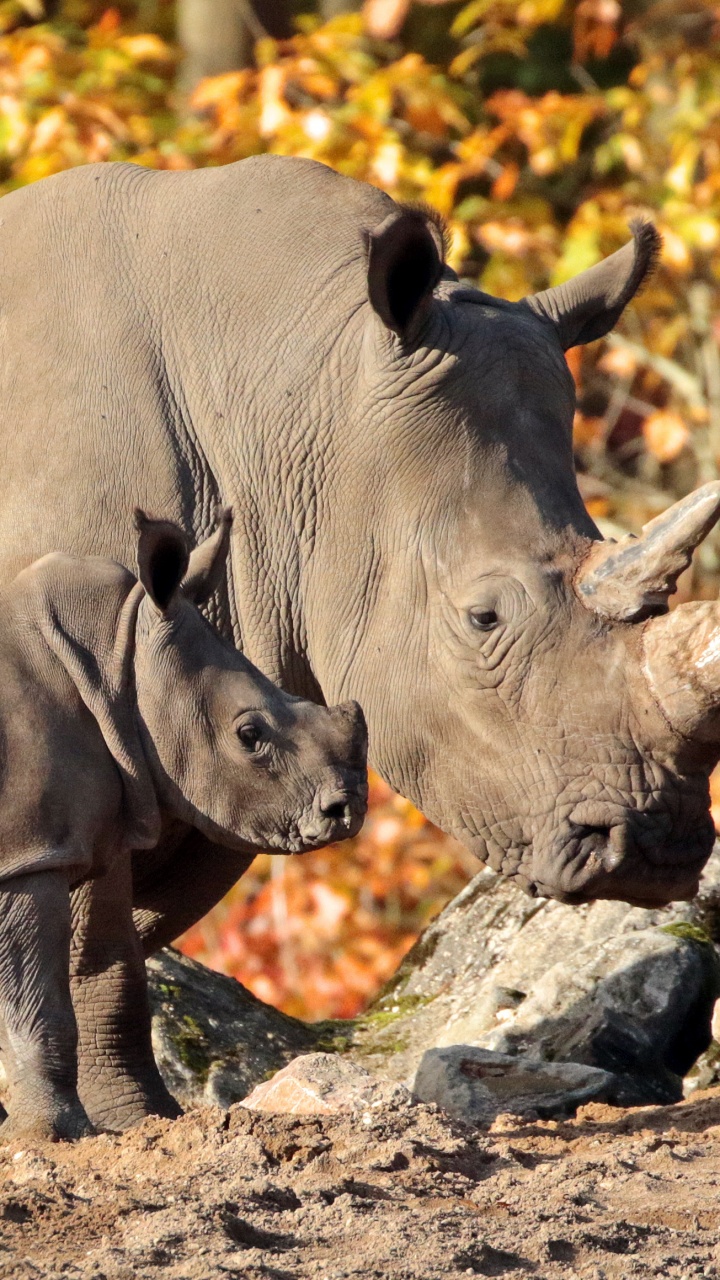 Rhinocéros Gris Sur la Roche Grise Pendant la Journée. Wallpaper in 720x1280 Resolution