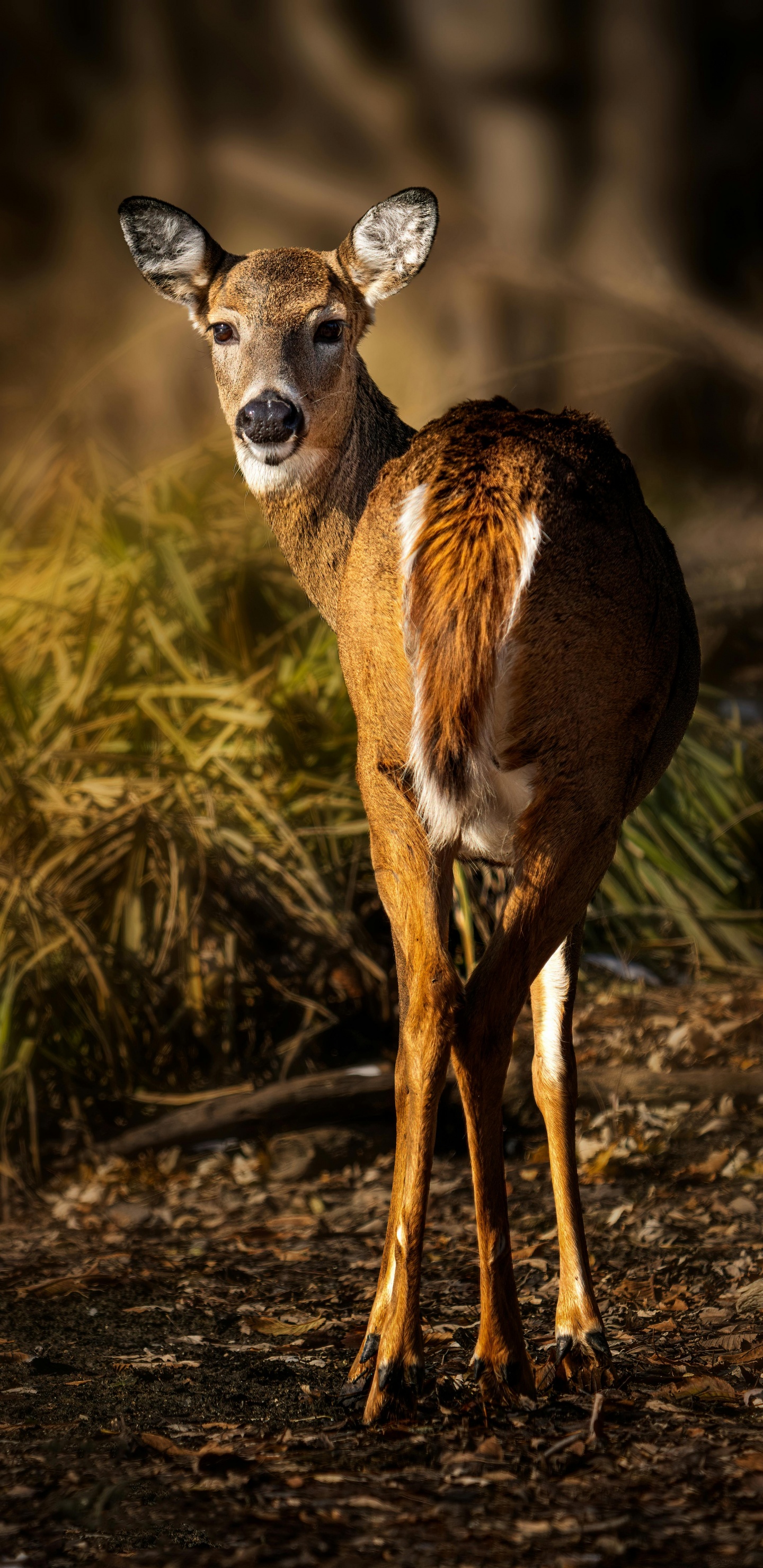 Chevreuil, Des Cerfs de Virginie, Red Deer, Faon, Pour Les Animaux Terrestres. Wallpaper in 1440x2960 Resolution