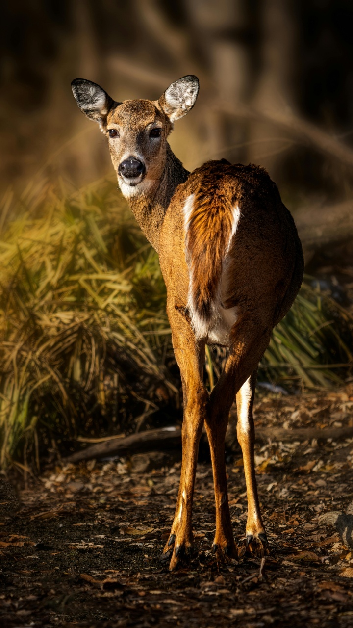 Chevreuil, Des Cerfs de Virginie, Red Deer, Faon, Pour Les Animaux Terrestres. Wallpaper in 720x1280 Resolution