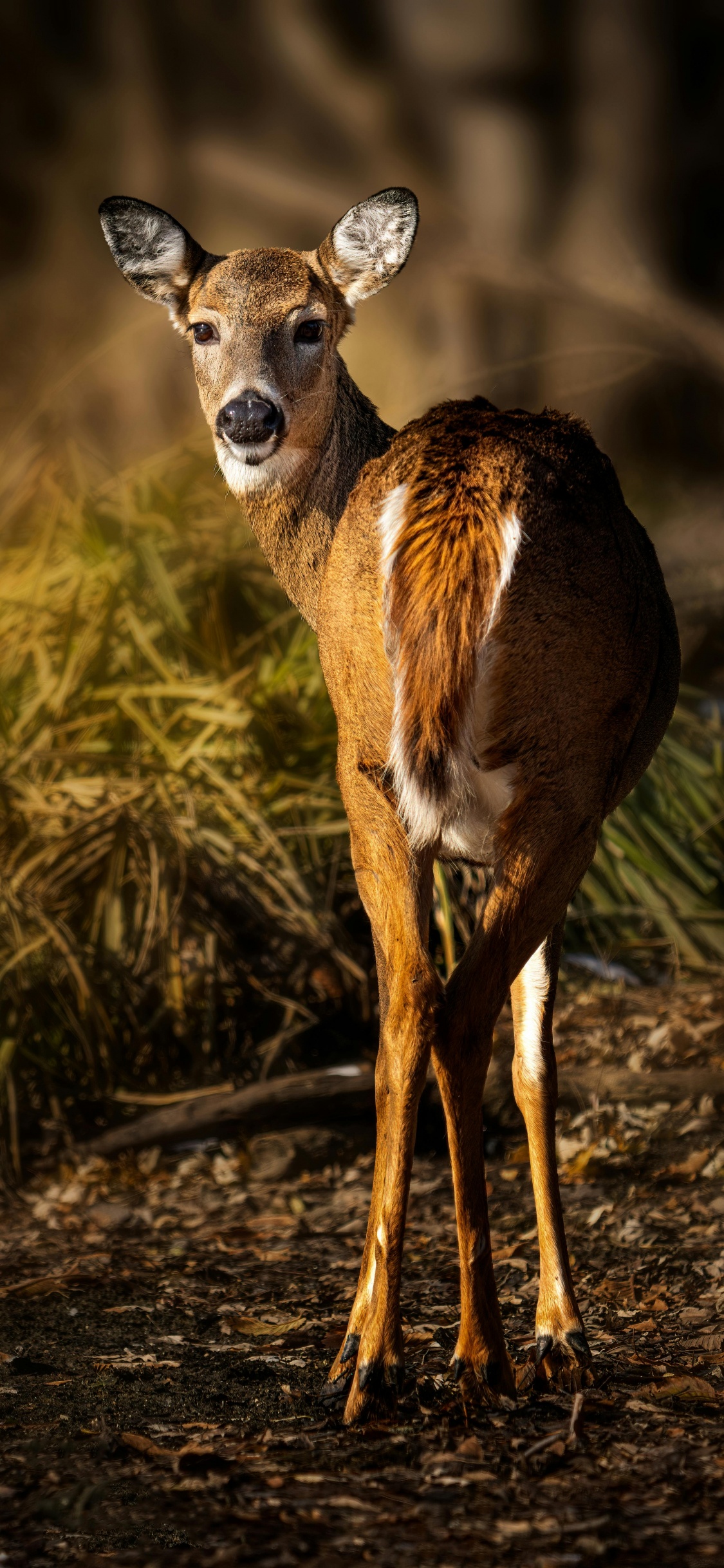 Tierwelt, Reh, Hirsch, White-tailed Deer, Rotwild. Wallpaper in 1125x2436 Resolution