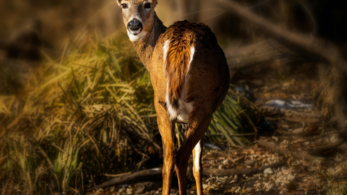 Tierwelt, Reh, Hirsch, White-tailed Deer, Rotwild. Wallpaper in 1366x768 Resolution