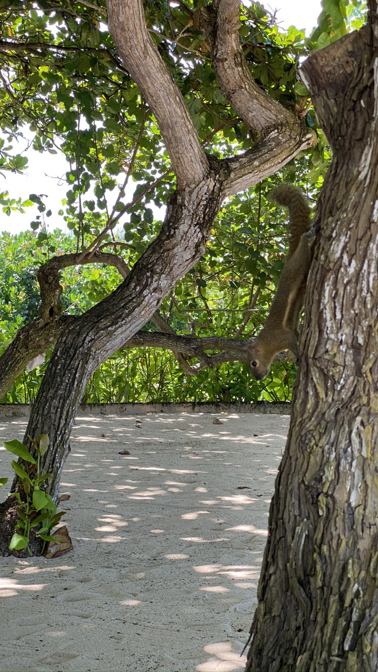 Branch, Blatt, Physik, Pflanzen, Biologie. Wallpaper in 750x1334 Resolution