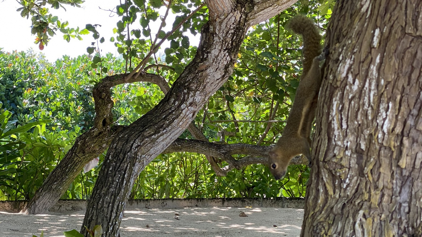 Branch, Leaf, Physics, Plants, Biology. Wallpaper in 1366x768 Resolution