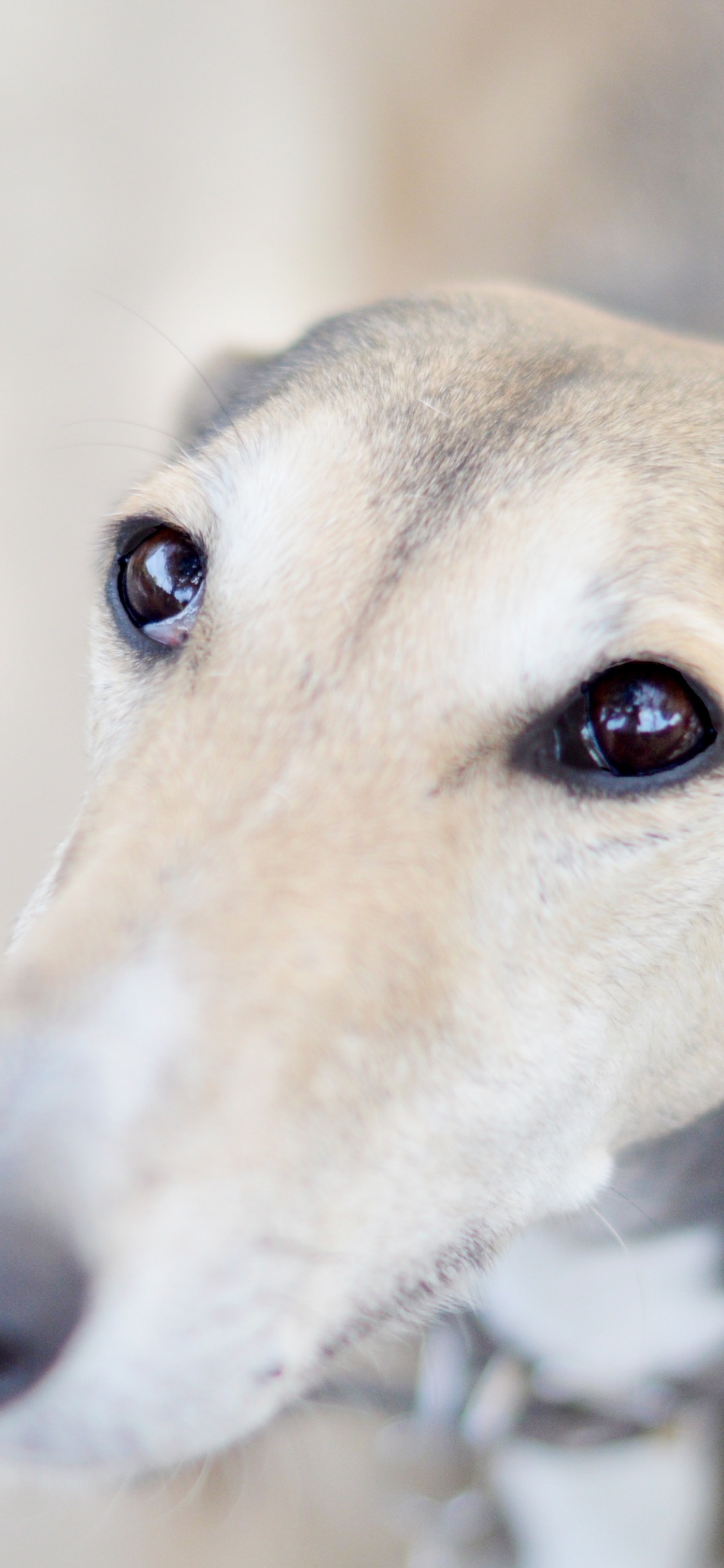 Braun-weißer, Kurzhaariger Hund. Wallpaper in 1125x2436 Resolution