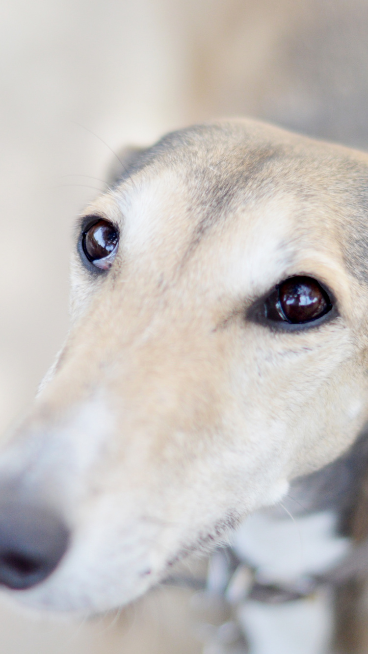 Braun-weißer, Kurzhaariger Hund. Wallpaper in 750x1334 Resolution