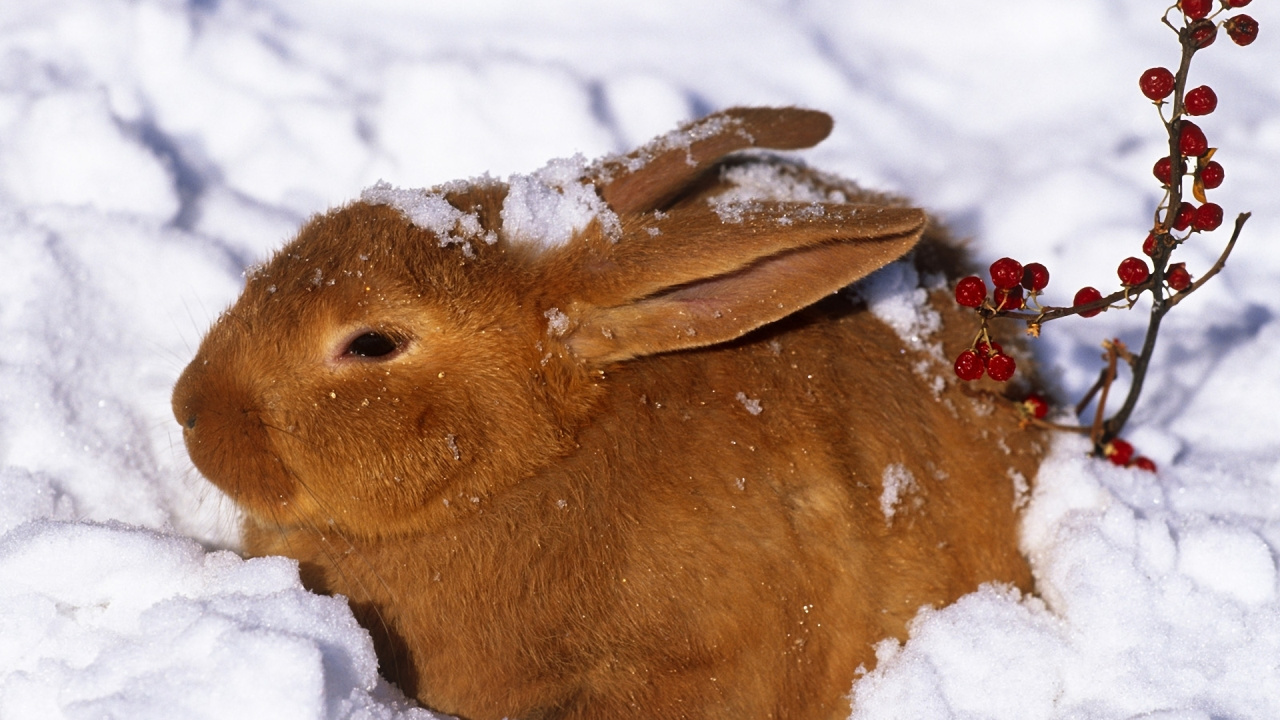 Braunes Kaninchen Auf Schneebedecktem Boden. Wallpaper in 1280x720 Resolution