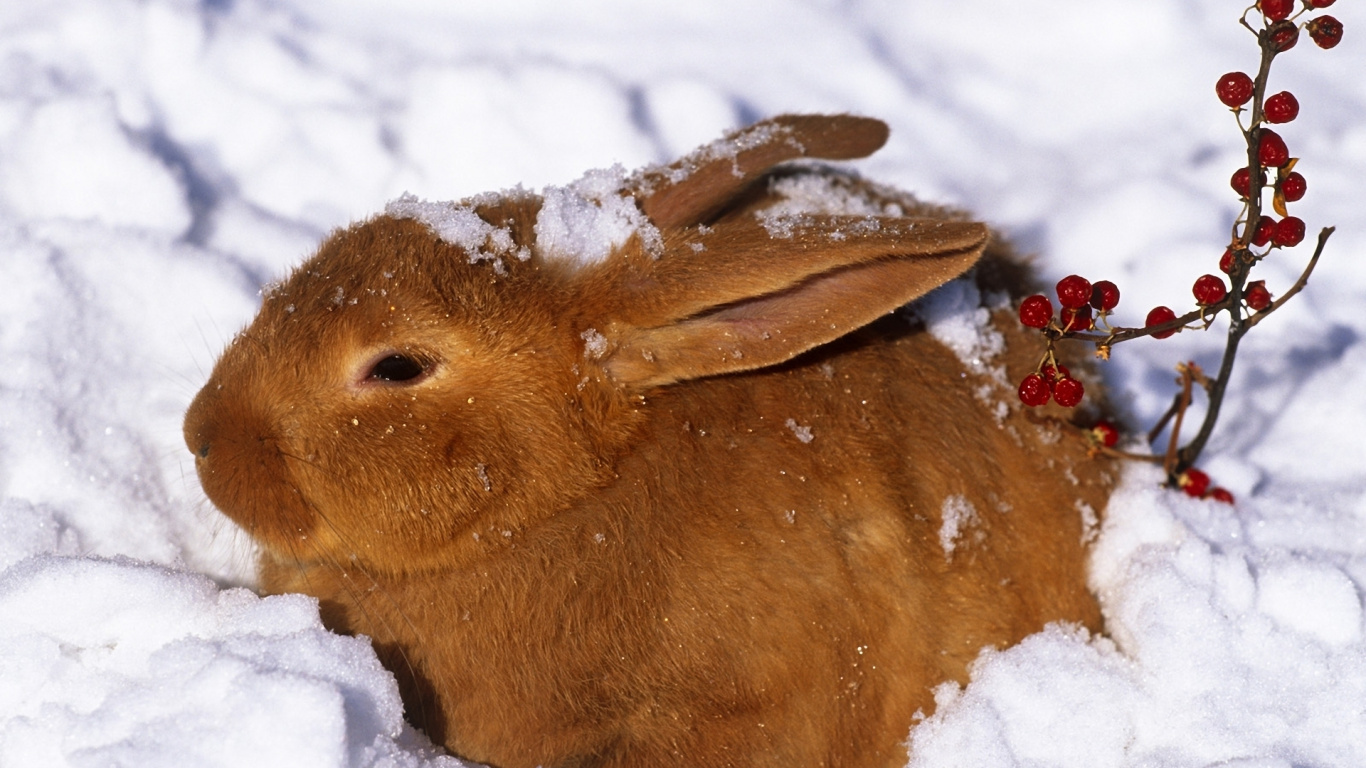 Braunes Kaninchen Auf Schneebedecktem Boden. Wallpaper in 1366x768 Resolution