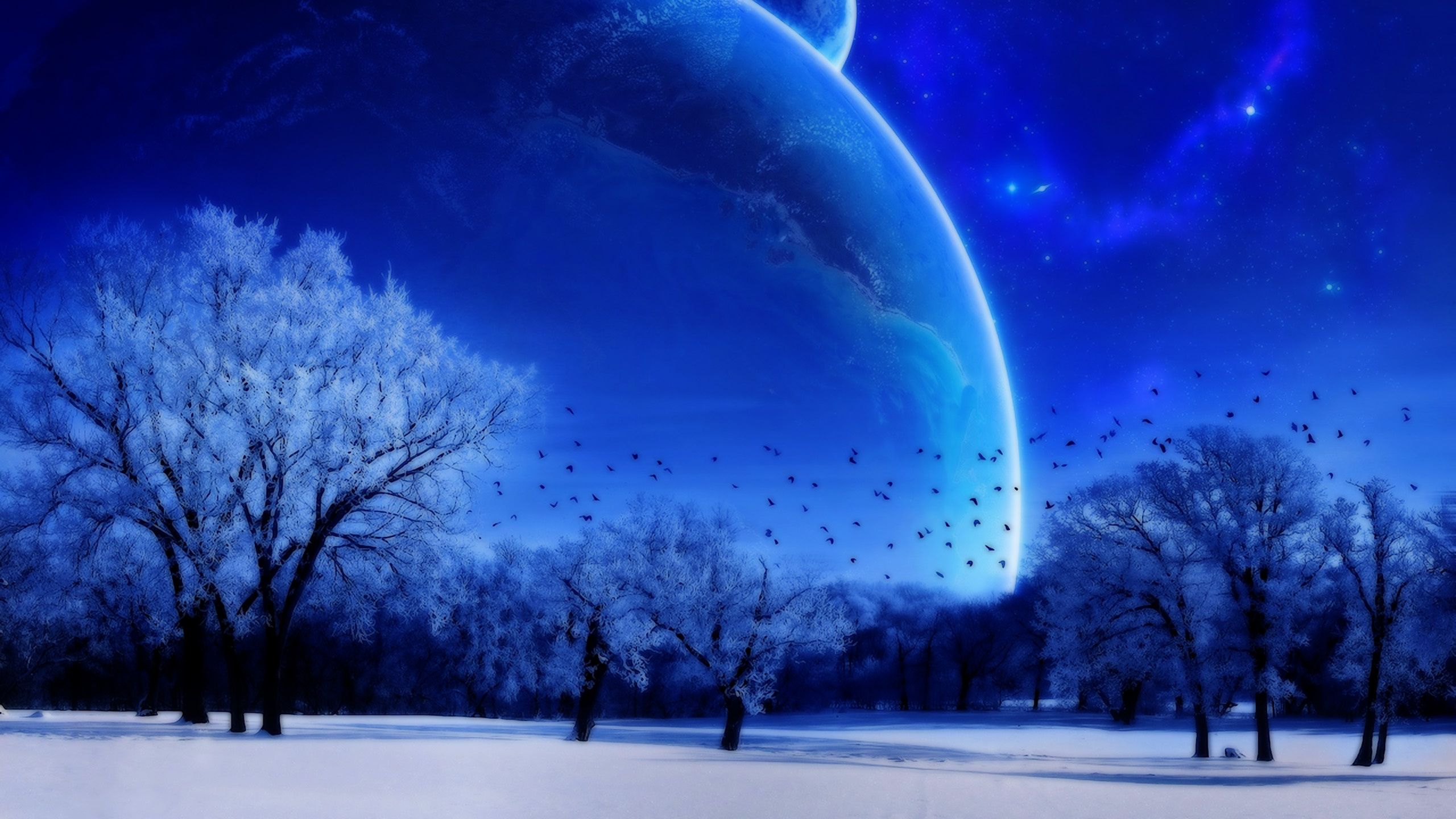 Bare Trees Under Blue Sky and Moon. Wallpaper in 2560x1440 Resolution