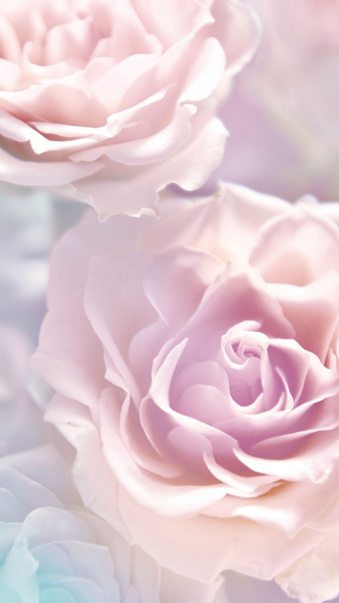 Pink Rose in Close up Photography. Wallpaper in 1080x1920 Resolution