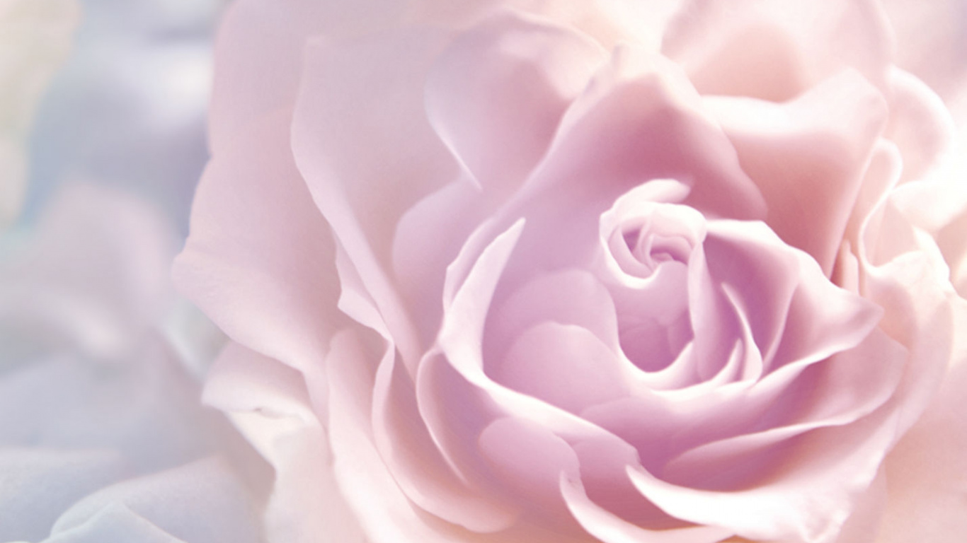 Rosa Rosa en Fotografía de Cerca. Wallpaper in 1366x768 Resolution