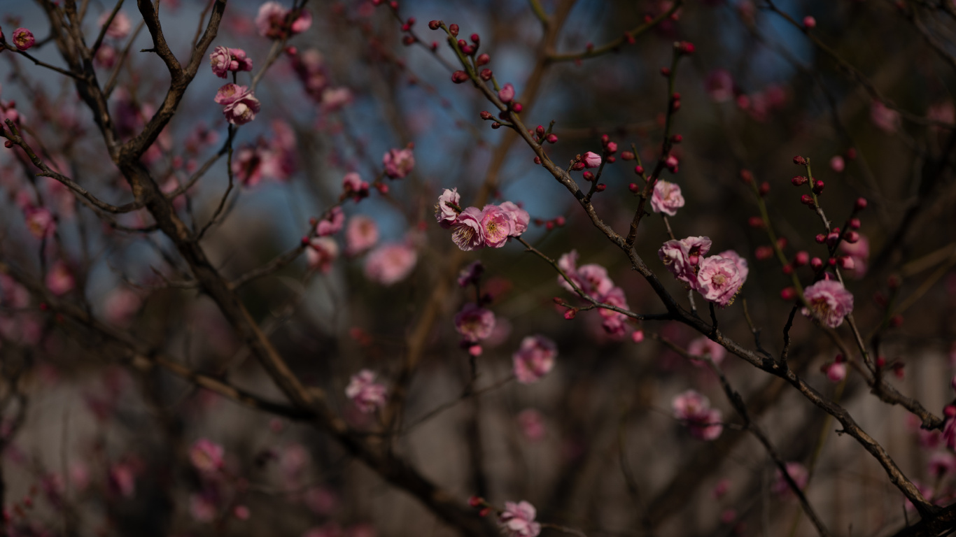 Fleurs Roses Dans L'objectif à Basculement. Wallpaper in 1366x768 Resolution