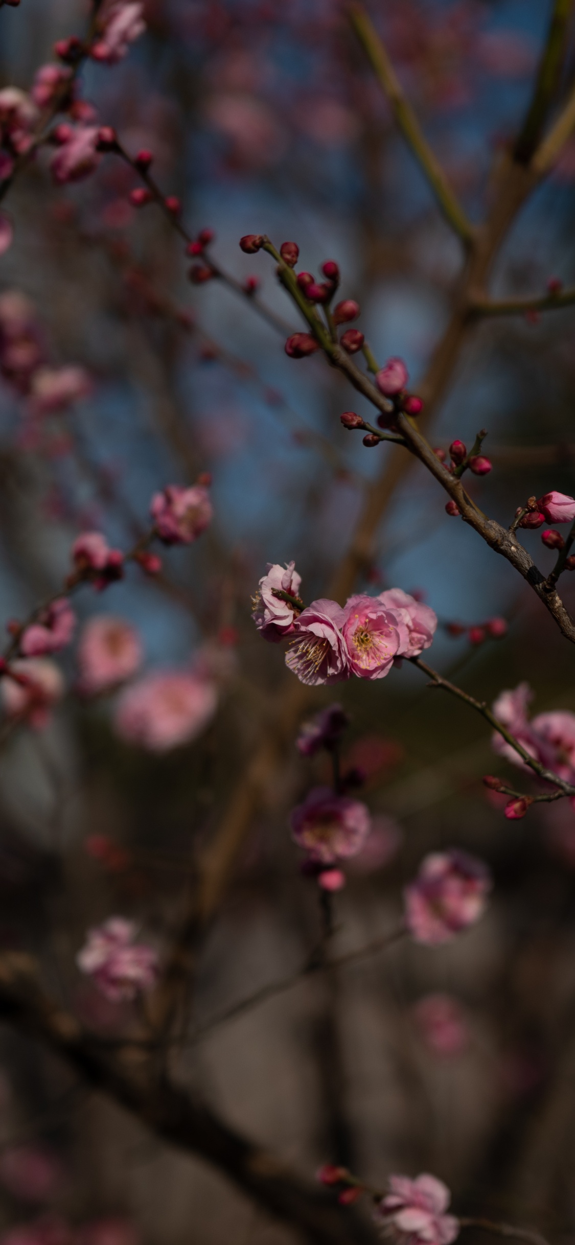 Flores Rosadas en Lentes de Cambio de Inclinación. Wallpaper in 1125x2436 Resolution
