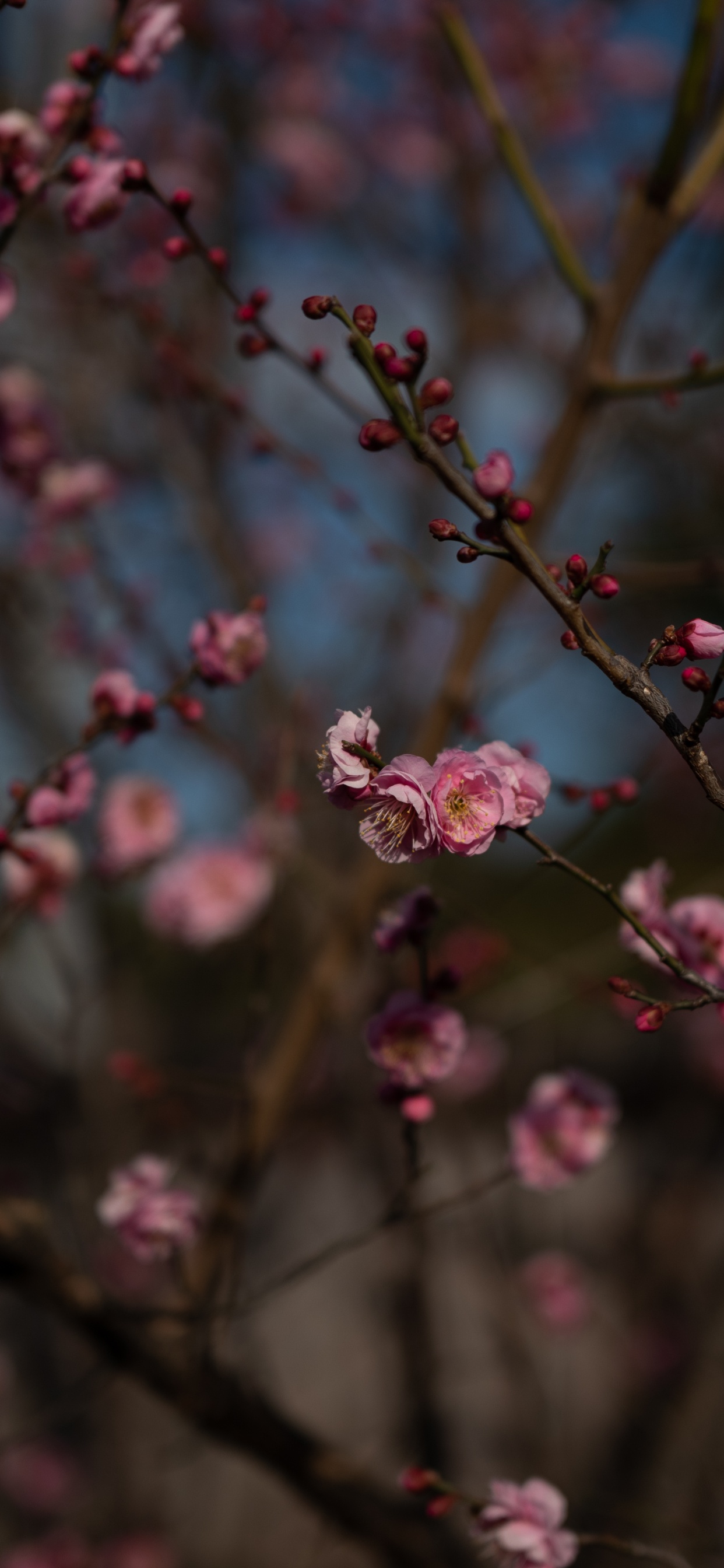 Flores Rosadas en Lentes de Cambio de Inclinación. Wallpaper in 1242x2688 Resolution
