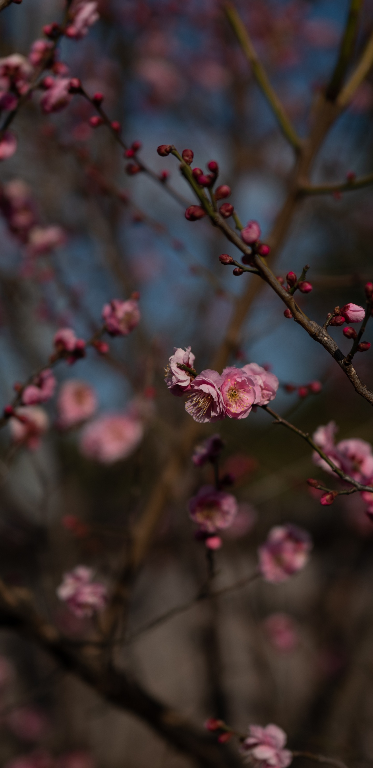 Pink Flowers in Tilt Shift Lens. Wallpaper in 1440x2960 Resolution