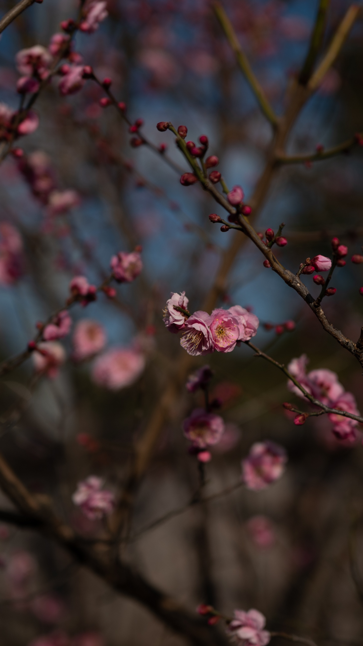 Rosa Blüten in Tilt-Shift-Linse. Wallpaper in 1440x2560 Resolution