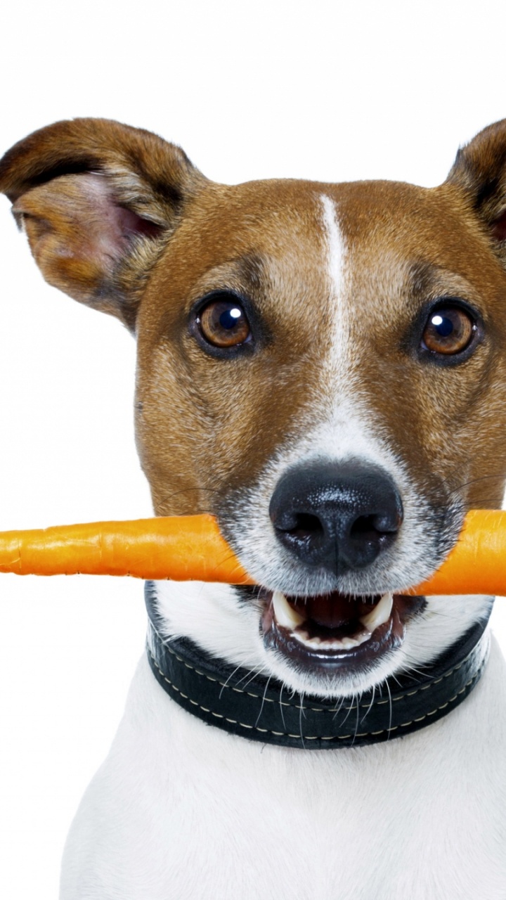 Brown and White Short Coated Dog. Wallpaper in 720x1280 Resolution