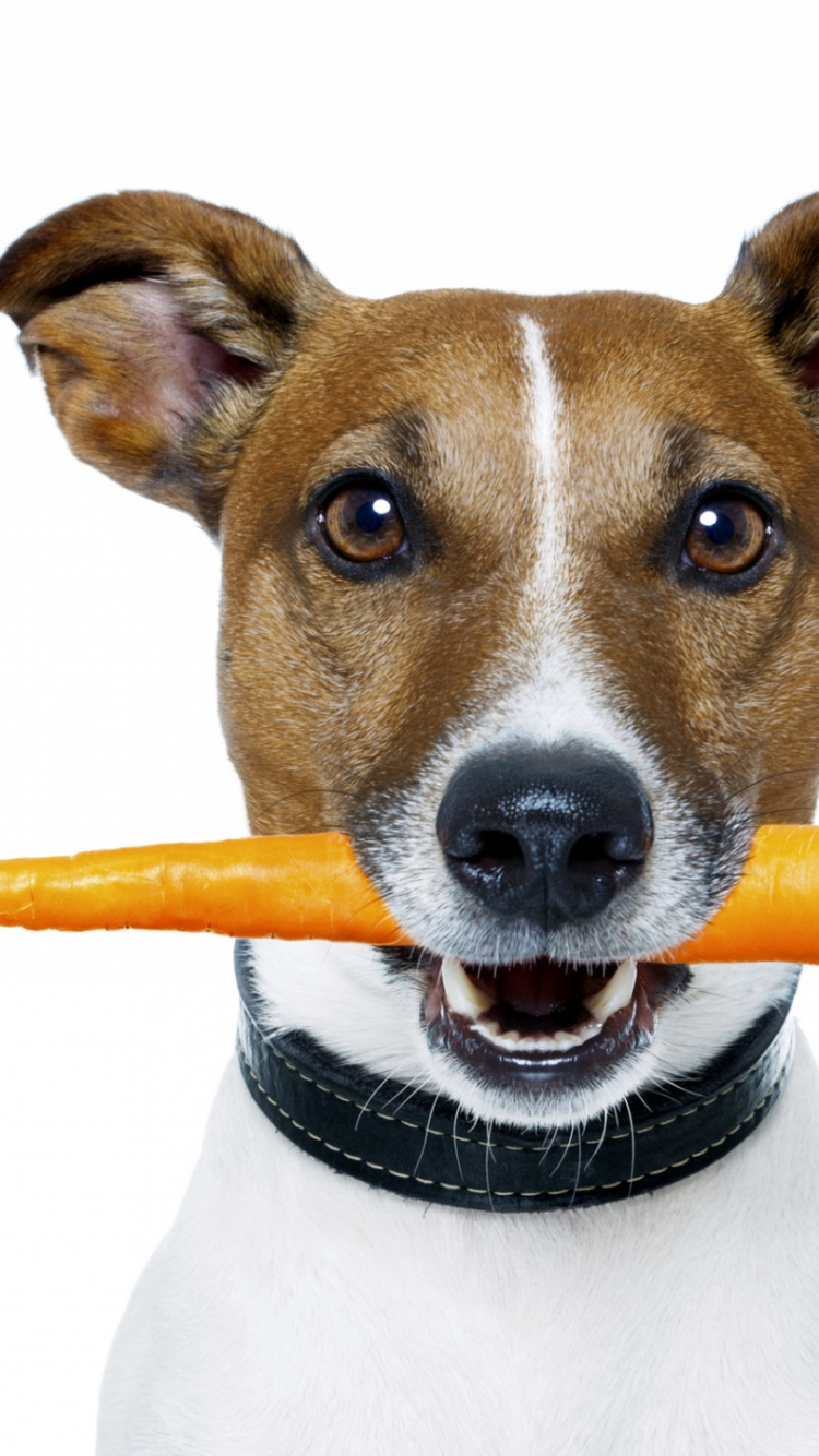 Brown and White Short Coated Dog. Wallpaper in 750x1334 Resolution