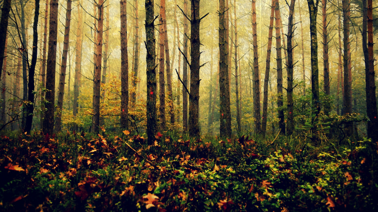 Braune Bäume Auf Grünem Grasfeld Tagsüber. Wallpaper in 1280x720 Resolution