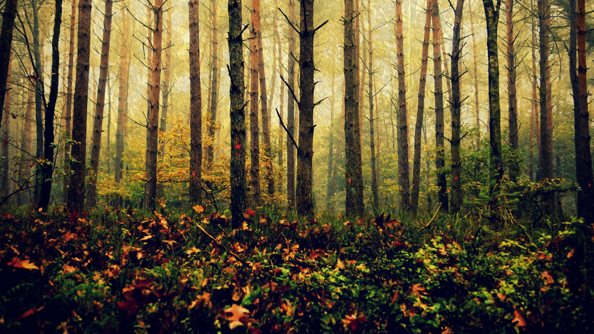 Brown Trees on Green Grass Field During Daytime. Wallpaper in 1920x1080 Resolution