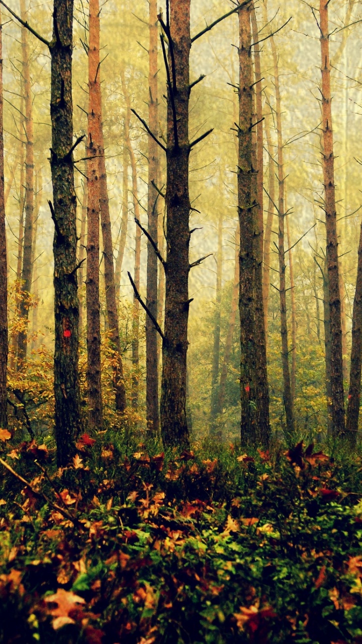 森林, 性质, 林地, 落叶, 古老的森林 壁纸 720x1280 允许