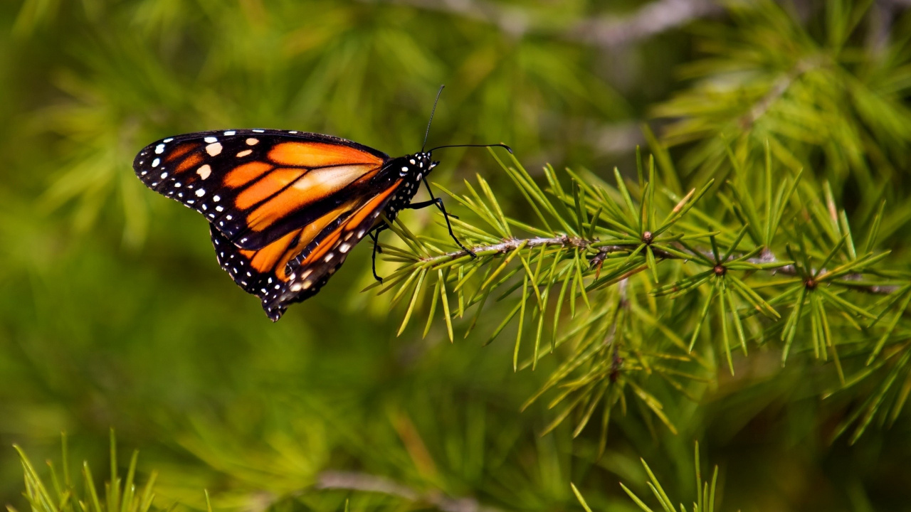 Monarch Butterfly Perched on Green Plant During Daytime. Wallpaper in 1280x720 Resolution