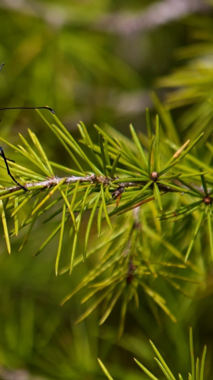 Monarchfalter Thront Tagsüber Auf Grüner Pflanze. Wallpaper in 750x1334 Resolution