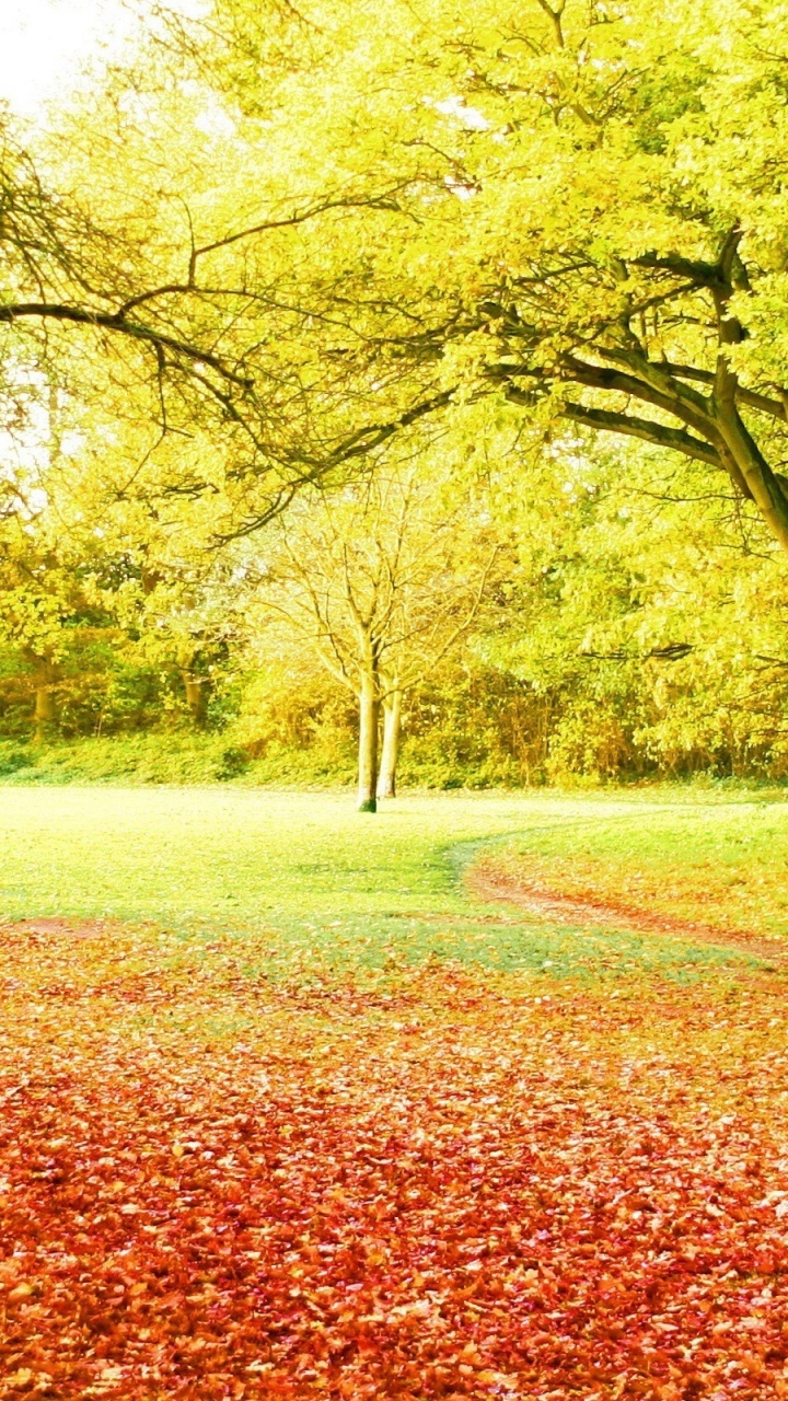 Green Trees on Brown Leaves on Ground During Daytime. Wallpaper in 720x1280 Resolution