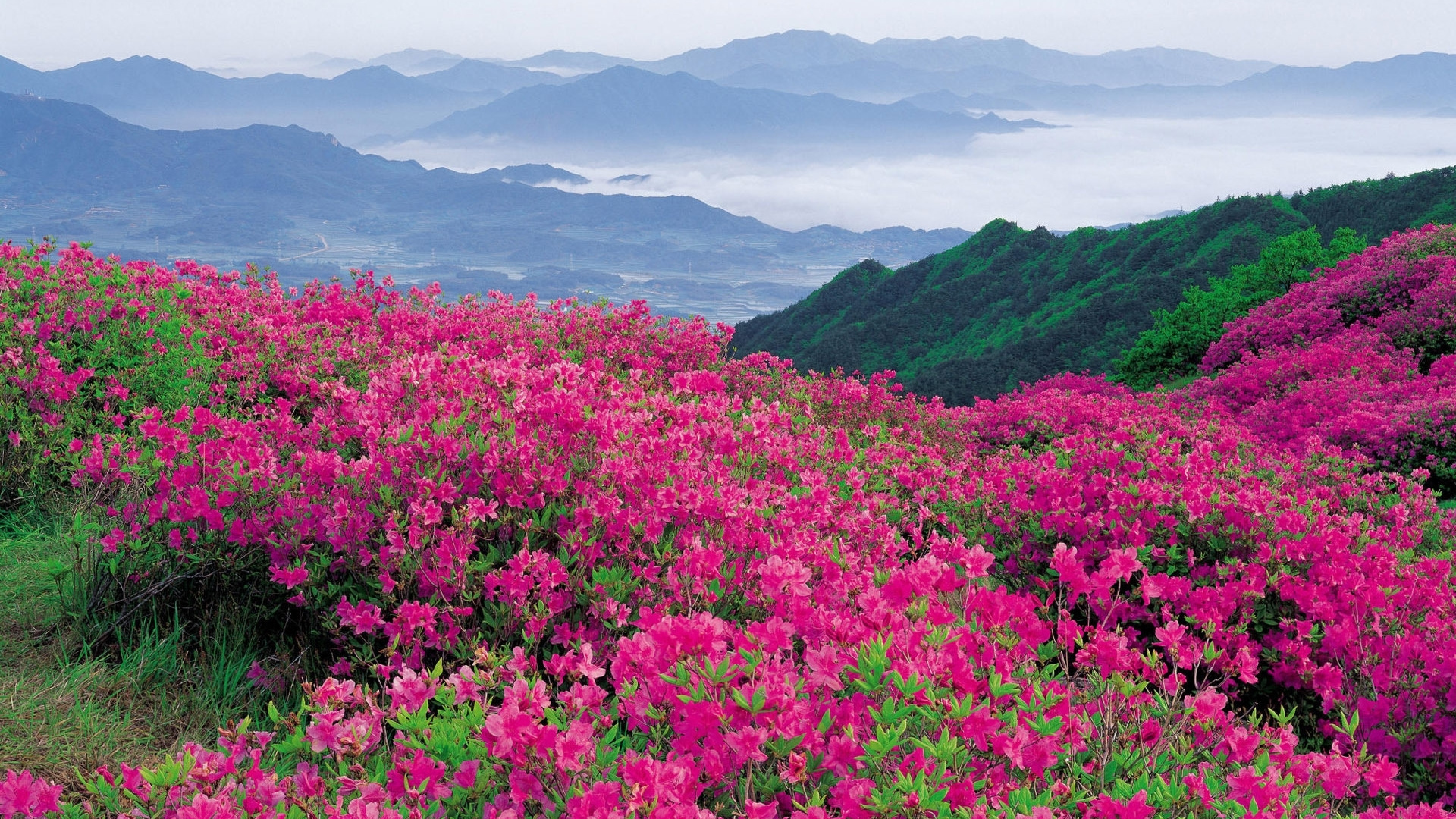 Pink Flower Field Near Mountains During Daytime. Wallpaper in 1920x1080 Resolution