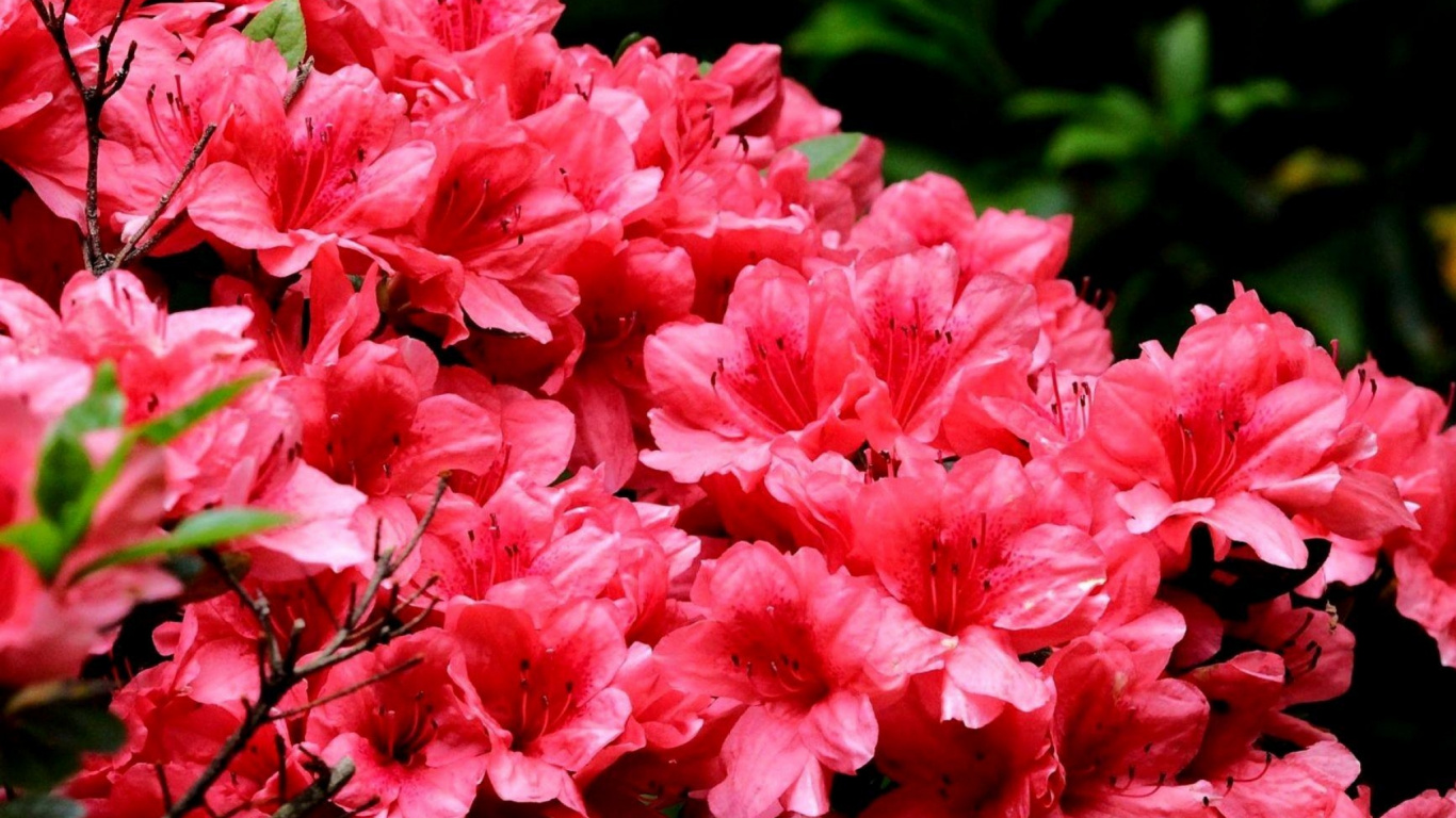 Pink Flowers in Tilt Shift Lens. Wallpaper in 1366x768 Resolution
