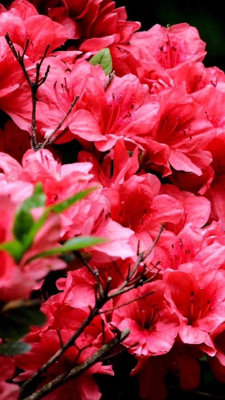 Pink Flowers in Tilt Shift Lens. Wallpaper in 720x1280 Resolution