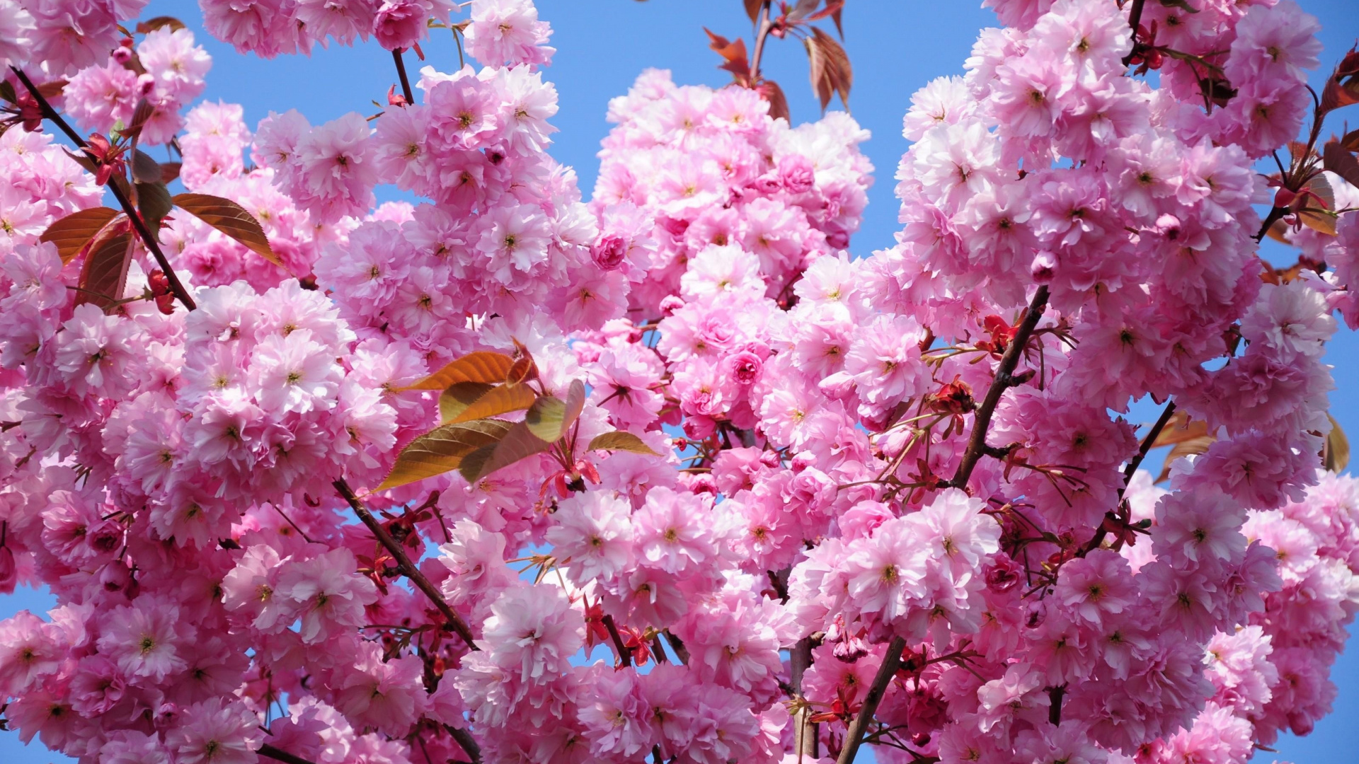 Pink Cherry Blossom in Bloom During Daytime. Wallpaper in 1920x1080 Resolution